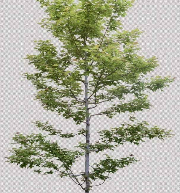 400 MB Thư viện Photoshop cây - dạng PNG (bản đẹp) - Ảnh 4